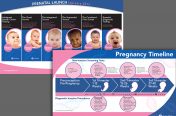 Prenatal Poster / Pregnancy Timeline (Women's Health-BioReference)